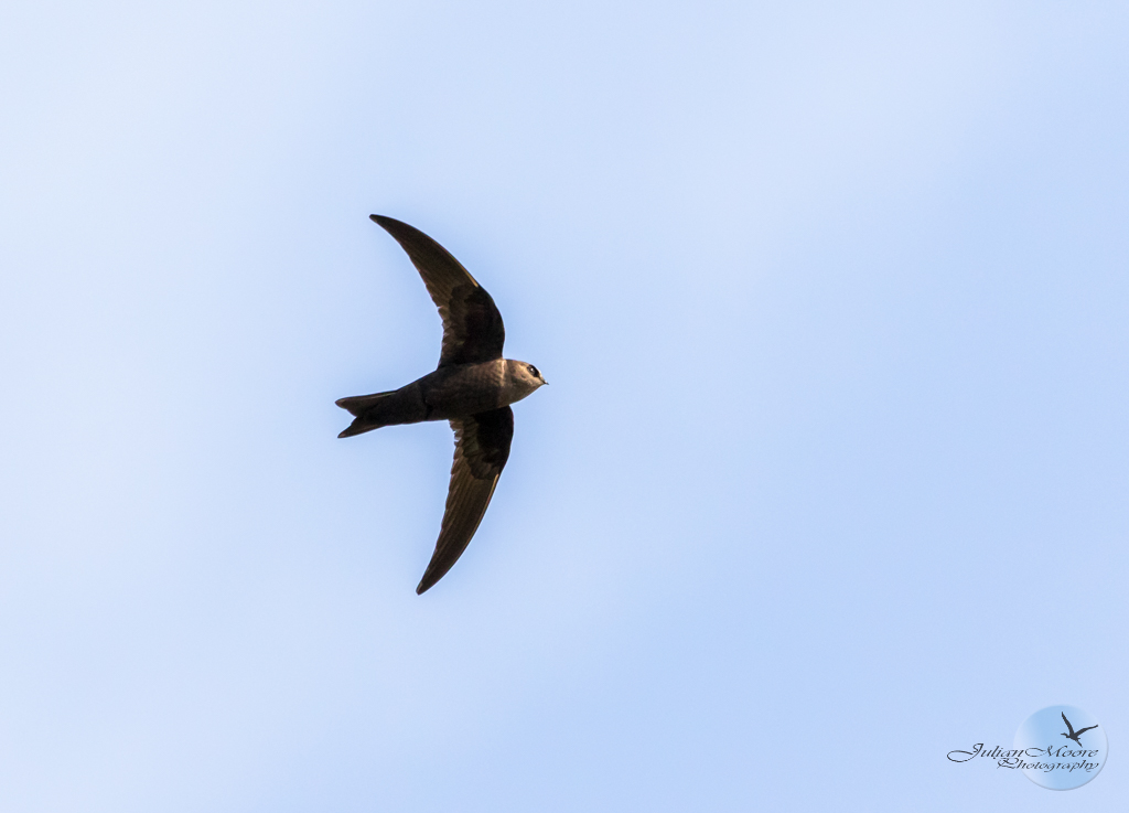 euthusiastic's tweet photo. The Enthusiastic Birder: The Latest Update to my 2025 Checklist (updated 18/06/2025)  ---- #Barbados #Barbadosbirds #CaribbeanBirds #birds #BirdsSeenIn2025 ---https://t.co/MkB4hRt1we https://t.co/fK2ziqqgxX
