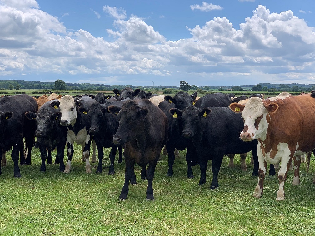 Deadweight cattle prices in week ending 14 June: GB R4L steers 653.7p/kg, -11.8p; R4L heifers 654.0p/kg, -9.3p. See the full report here: bit.ly/3pC0ZaG #AHDBmarkets