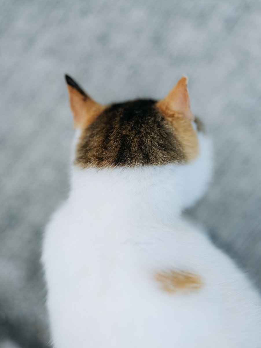 このかわゆさわかるかなー