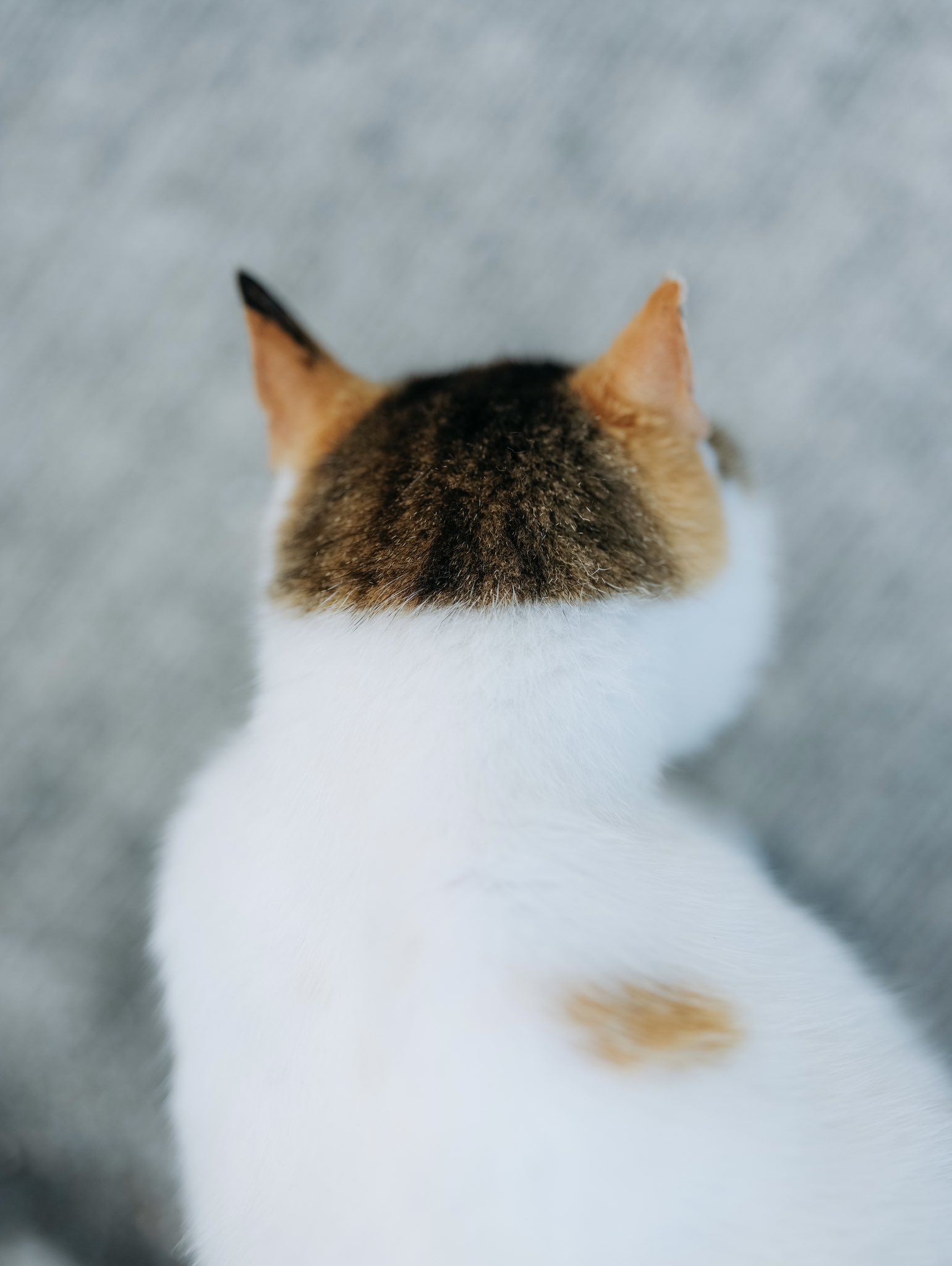 あおいとり🐱写真集「ずっと気まま猫」発売中 (@bluebirdjourney