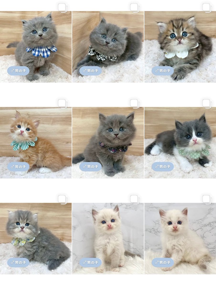 ð«§ æç¥ã®ç«ã¡ããå°éïŸïŸïŸïœ°ïŸïŸïœ° ð«§ (æ ª)LEGARE (@legaremeow) on Twitter photo ããã«ã¡ã¯ð·
ã
€
â«ïžInstagramïŒåç«ã¡ããäžèЧïŒ
â«ïžã¿ããªã®åç«ããªãŒããŒ
ã
€
æŽæ°ããŸããâ
ã
€
ãããããããã£ãŒã«ã®ãªã³ã¯ããã¢ã¯ã»ã¹ãã§ããŸãã®ã§ïœ€ãã²ã確èªãã ããð±.â
#ç«å¥œããããšç¹ãããã
#ç« #ãã
#ç«ã®ããæ®ãã ããã«ã¡ã¯ð·
ã
€
â«ïžInstagramïŒåç«ã¡ããäžèЧïŒ
â«ïžã¿ããªã®åç«ããªãŒããŒ
ã
€
æŽæ°ããŸããâ
ã
€
ãããããããã£ãŒã«ã®ãªã³ã¯ããã¢ã¯ã»ã¹ãã§ããŸãã®ã§ïœ€ãã²ã確èªãã ããð±.â
#ç«å¥œããããšç¹ãããã
#ç« #ãã
#ç«ã®ããæ®ãã