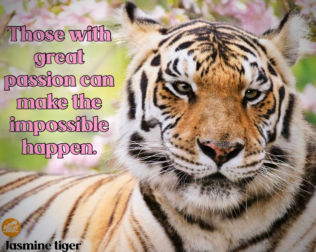 “Those with great passion can make the impossible happen.”

#JasmineTiger #BigCatRescue #Tiger #Cat #WednesdayWisdom #Passion #Impossible #Inspire #Inspiration #Inspiring #Quotes