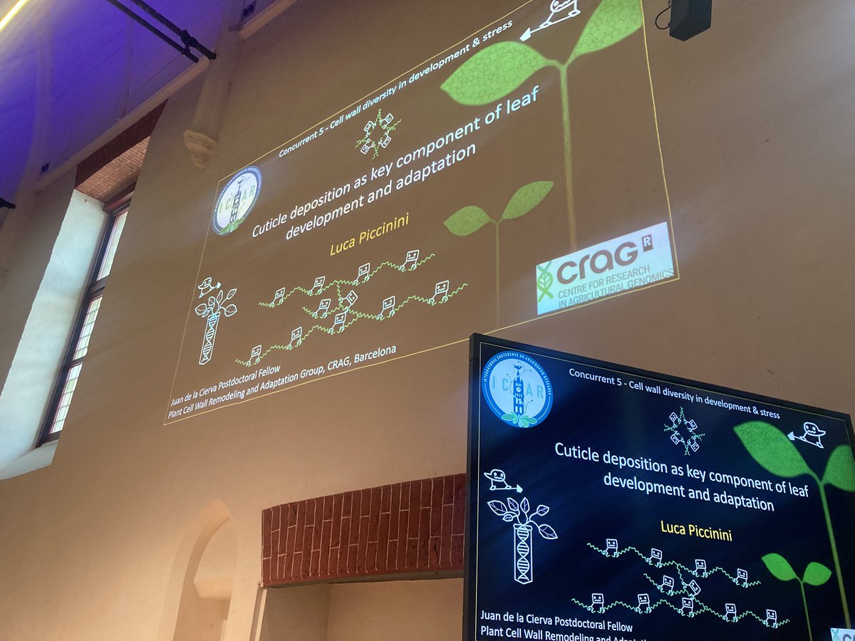 Beatrice Giuntoli (@beagiuntoli) on Twitter photo Very cool update on cuticle formation in #Arabidopsis leaves by <a href="/LucaPiccinini_/">Luca Piccinini</a> at #ICAR2025 ! Very cool update on cuticle formation in #Arabidopsis leaves by <a href="/LucaPiccinini_/">Luca Piccinini</a> at #ICAR2025 !