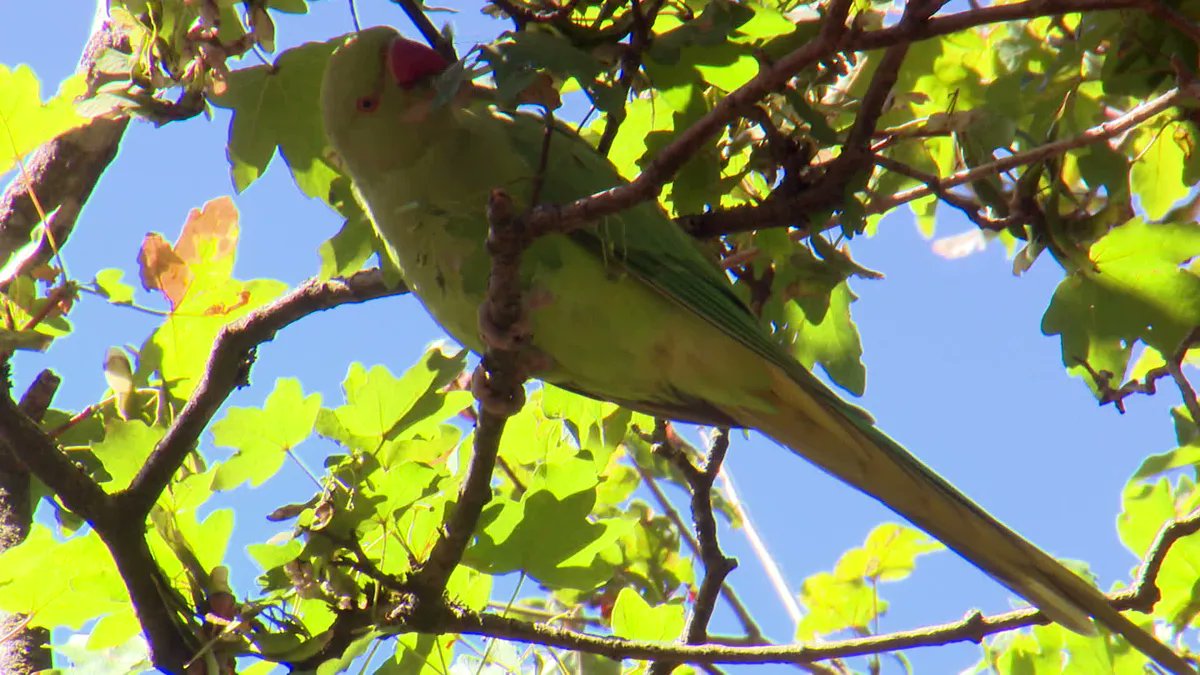 Bernache du Canada, ouette d’Égypte, perruche à collier... Des oiseaux exotiques remplacent les espèces locales france3-regions.franceinfo.fr/centre-val-de-…
