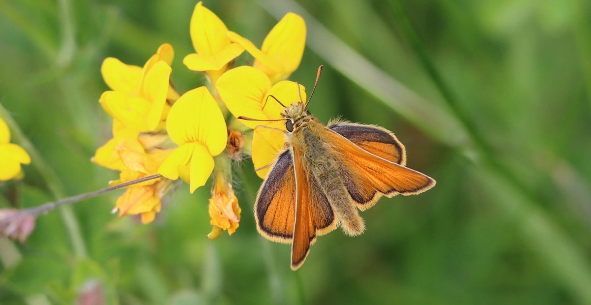 Small Skippers at Wildern Moor 16/6 <a href="/savebutterflies/">Butterfly Conservation 🦋</a> <a href="/Britnatureguide/">The British Nature Guide</a> <a href="/bigmeadowsearch/">Big Meadow Search</a>