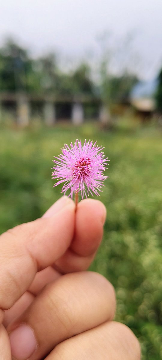 Delicate beauty in the palm of my hand 🌸✨ Nature’s smallest wonders often leave the biggest impressions."
#mobilephotography
#flowerpictures