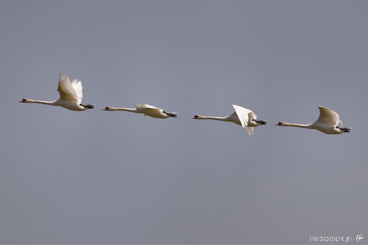 VictoriaBadwolf's tweet image. 'Swan in motion'. Wetland WWT at Barnes. 

Flickr: flic.kr/p/2r6jSj3 

#wetlandconservation #Swan #birdphotography #WildlifeConservation #birdwatching
