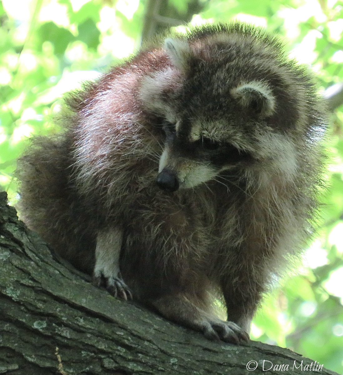 A raccoon traverses a tree in the Central Park Ramble. #birdcpp