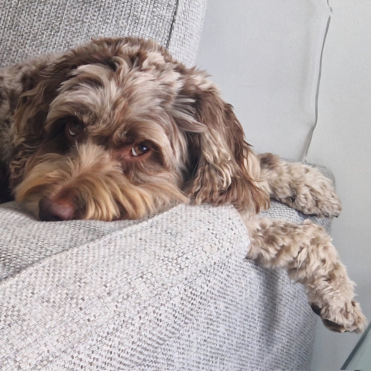 Timsley's tweet photo. He's having one of those mornings...! #WHOISNT 🤪
#BOSLEYJOHNBOSLEY #TIMMYALEXISCARRINGTONWARD #LEXANDBOZONTHEHILL https://t.co/VeqwBasdYr