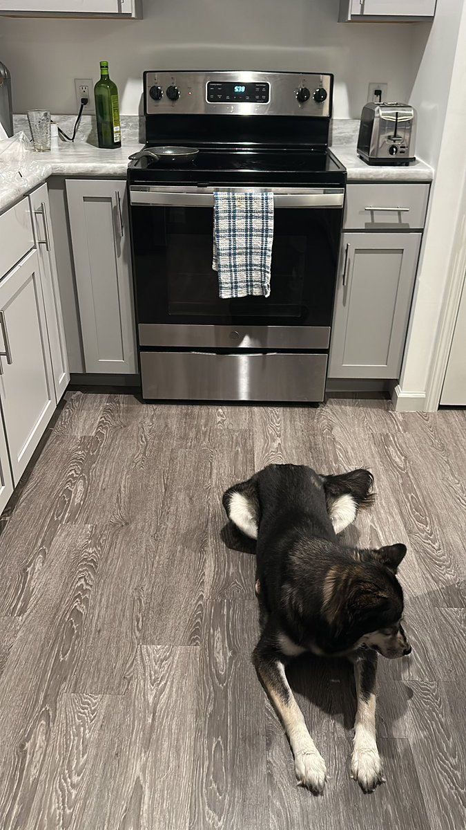 PronouncedJosh's tweet photo. Not trying to brag but I got a little chef with me whenever I cook food. Also known as your normal dog https://t.co/63BRHffrGL