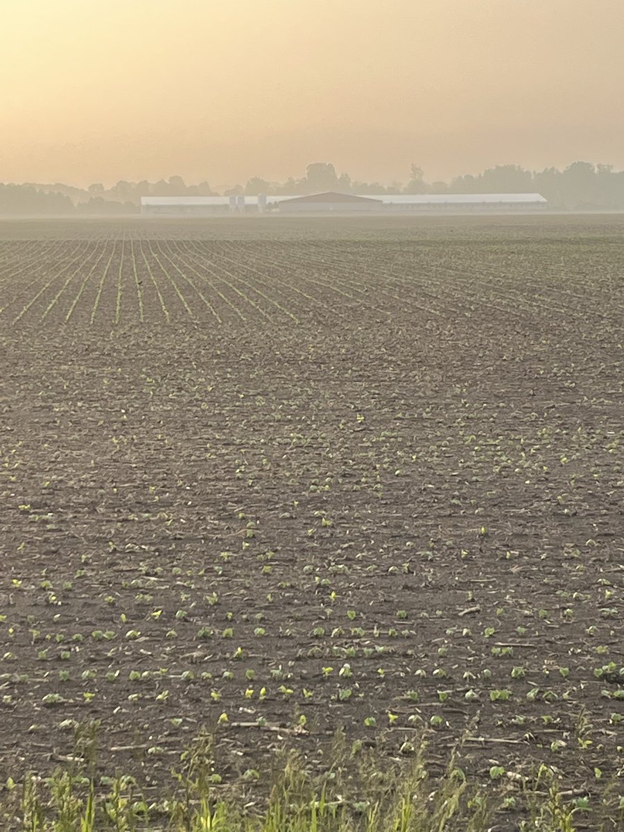 TJ Klopp (@tjklopp) on Twitter photo More less a perfect start so far for these red stripe cranberry beans planted one week ago!!! <a href="/BroadGrain/">BroadGrain Commodities</a> More less a perfect start so far for these red stripe cranberry beans planted one week ago!!! <a href="/BroadGrain/">BroadGrain Commodities</a>