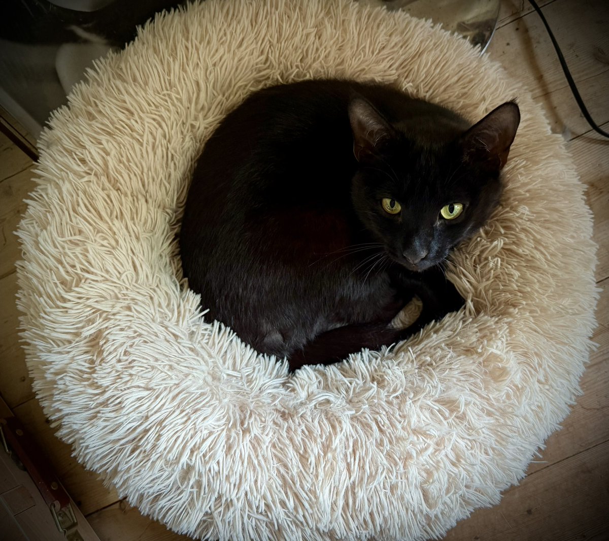 Billy the cat went AWOL for 36 hours but came back this morning with terrible deep cuts all over. Just taken him to vets who said that he’s been run over but will be ok he thinks. That’s one life gone.