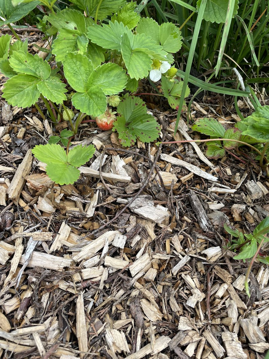 Fernhill School Social Subjects (@fernhillsocsub) on Twitter photo Strawberries at the allotment and new pond. #EveryDayIsOpenDay <a href="/FernhillSchool/">Fernhill School Official Account</a> Strawberries at the allotment and new pond. #EveryDayIsOpenDay <a href="/FernhillSchool/">Fernhill School Official Account</a>