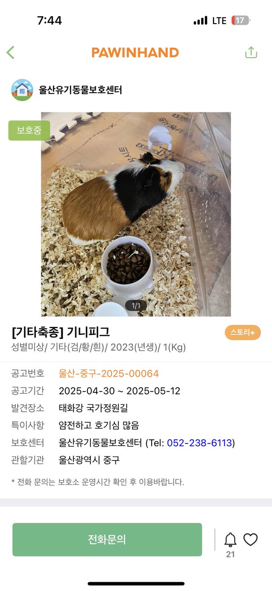 hamkongmong's tweet image. 울산 유기기니피그 공고입니다
꽤 시간이 지나서(기니피그는 스트레스에 취약하고 기니피그를 제대로 돌보는 보호소가 거의 없어서 짧은 시간에도 대개 폐사함) 현재 상태가 어떤지는 불명확하니 입양 의사 있으시면 전화문의 해보세요!