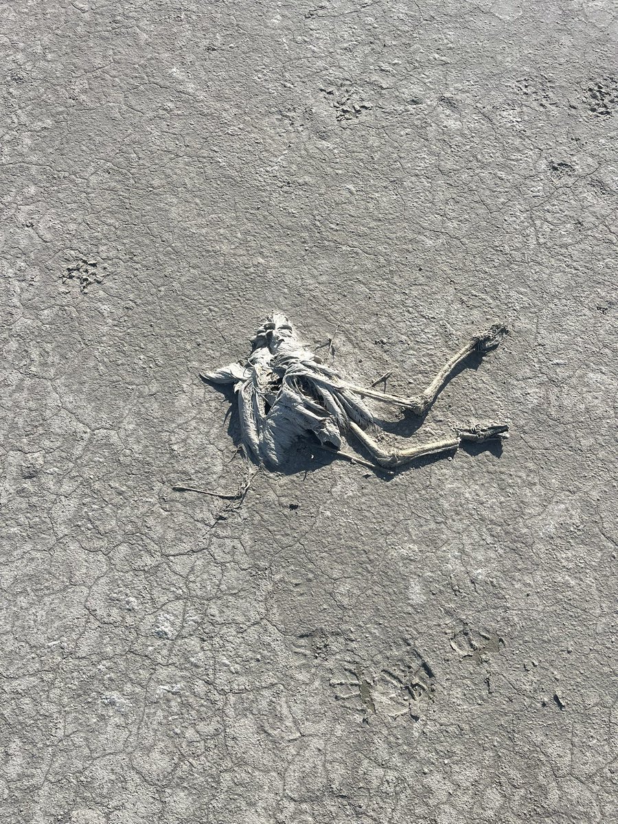 #laketuz #tuzgölü #flamingo