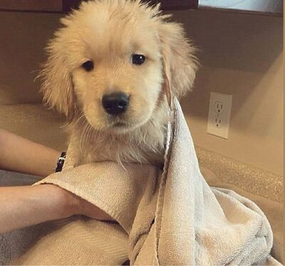 puppies video tweet media