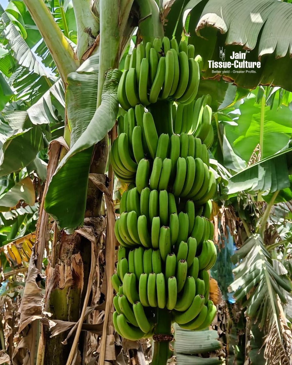 OMG! 😲 Just look at that banana bunch — so healthy, so full, so perfect! 🍌💚
That’s what happens when your farm gets the Jain Tissue Culture touch!
Healthy plants = Happy harvest = Smiling farmer! 😄🌿

#BananaGoals #FarmProud #JainTissueCulture #FruitfulFarming #BananaBliss