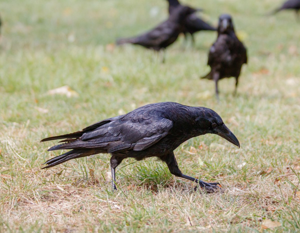 Crow Monthly tweet media