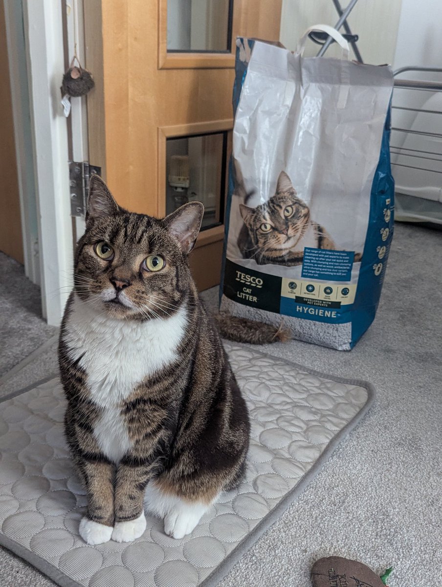 Blurred_Lynes's tweet photo. @Tesco Yuki did not authorise the use of his image for cat litter 😂 https://t.co/CvEwVKKymc