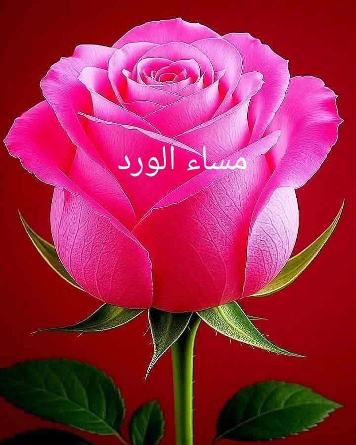 جنوبي حر اليافعي 3 (@jnobi_hor3) on Twitter photo 