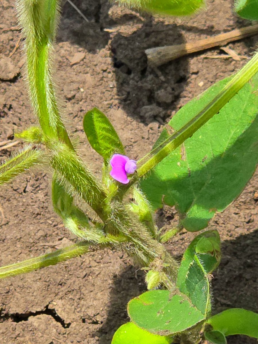 Dave Kestel (@pioneerproud95) on Twitter photo Yesterday I found blossoms on these <a href="/PioneerSeeds/">Pioneer Seeds U.S.</a> 25A16 planted 4-28. Perfect before the summer solstice!! Yesterday I found blossoms on these <a href="/PioneerSeeds/">Pioneer Seeds U.S.</a> 25A16 planted 4-28. Perfect before the summer solstice!!