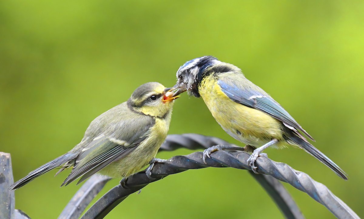 Yes, I spend a fair bit on food for the birds in my garden but it's worth it to see this. A Blue Tit mum feeds her youngster while showing it how to negotiate the feeders.