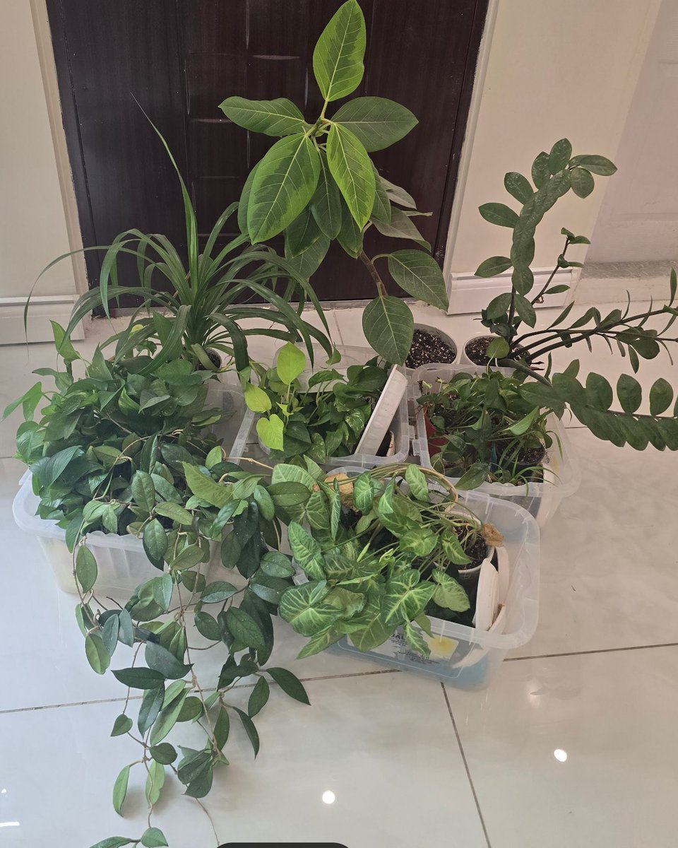 امروز رفتم تهران تا گلهامو بیارم شهرستان. اینا گلای پشت پنجره‌ایم بودن که دادمشون به برادر و خواهرم.
اکثرشونو از قلمه به اینجا رسونده بودم :)