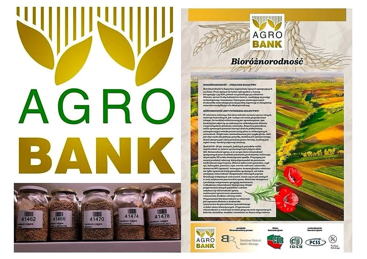 Jerzy H. Czembor 2022 (@czemborh) on Twitter photo - 16.06.2025 ๐Kolejne robocze spotkanie koordynacyjne on line
๐Projekt #agrobank - #gospostrateg #NCBR
๐งฌ๐พ๐งฉ๐ป๐จโ๐๐ฒ๐จโ๐พ๐๐๐
๐ฅ Wystawa AGROBANK
"Dawne gatunki i odmiany zbรณลผ"
โก๏ธw kolejnych #ZSCKR ๐จโ๐พ๐พ
#AKIS #rolnicy - #IHAR #CDR
โก๏ธ #bankgenรณw #MRiRW
โก๏ธ #biorรณลผnorodnoลฤ - 16.06.2025 ๐Kolejne robocze spotkanie koordynacyjne on line
๐Projekt #agrobank - #gospostrateg #NCBR
๐งฌ๐พ๐งฉ๐ป๐จโ๐๐ฒ๐จโ๐พ๐๐๐
๐ฅ Wystawa AGROBANK
"Dawne gatunki i odmiany zbรณลผ"
โก๏ธw kolejnych #ZSCKR ๐จโ๐พ๐พ
#AKIS #rolnicy - #IHAR #CDR
โก๏ธ #bankgenรณw #MRiRW
โก๏ธ #biorรณลผnorodnoลฤ