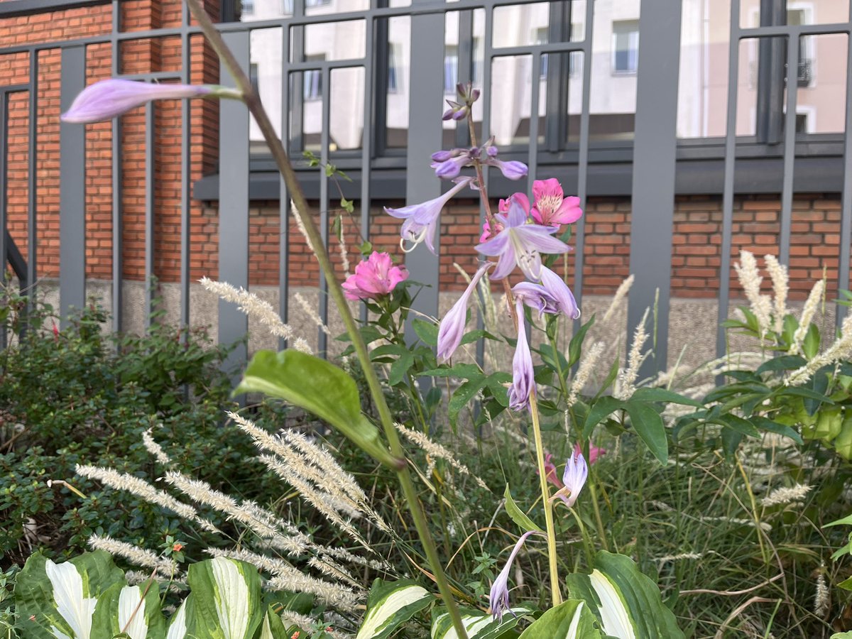 pretty flower i saw today i have no idea what she’s called though