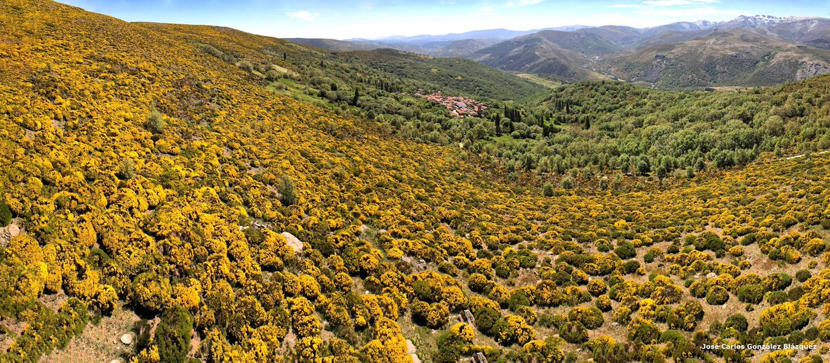#Bellezas_de_Ávila: Ortigosa de Tormes, entidad de Navalperal de Tormes (Ávila), rodeada de piornos en flor y divisando el Macizo Central de Gredos 

<a href="/Lavozabulense/">La Voz Abulense</a> <a href="/patrimoniojcyl/">Patrimonio Castilla y León</a> @CyLesVida <a href="/CDAM_Almanzor/">Club Deportivo Abulense de Montaña Almanzor</a> <a href="/turismodeavila/">Turismo de Ávila</a> <a href="/Gredos_Avila/">SIERRA DE GREDOS</a> <a href="/CasasdeGredos/">Casas de Gredos</a> <a href="/Avila_CyL/">ÁVILA (Spain) 🛡️⚔️</a> <a href="/DestinoCyL/">DestinoCyL</a>