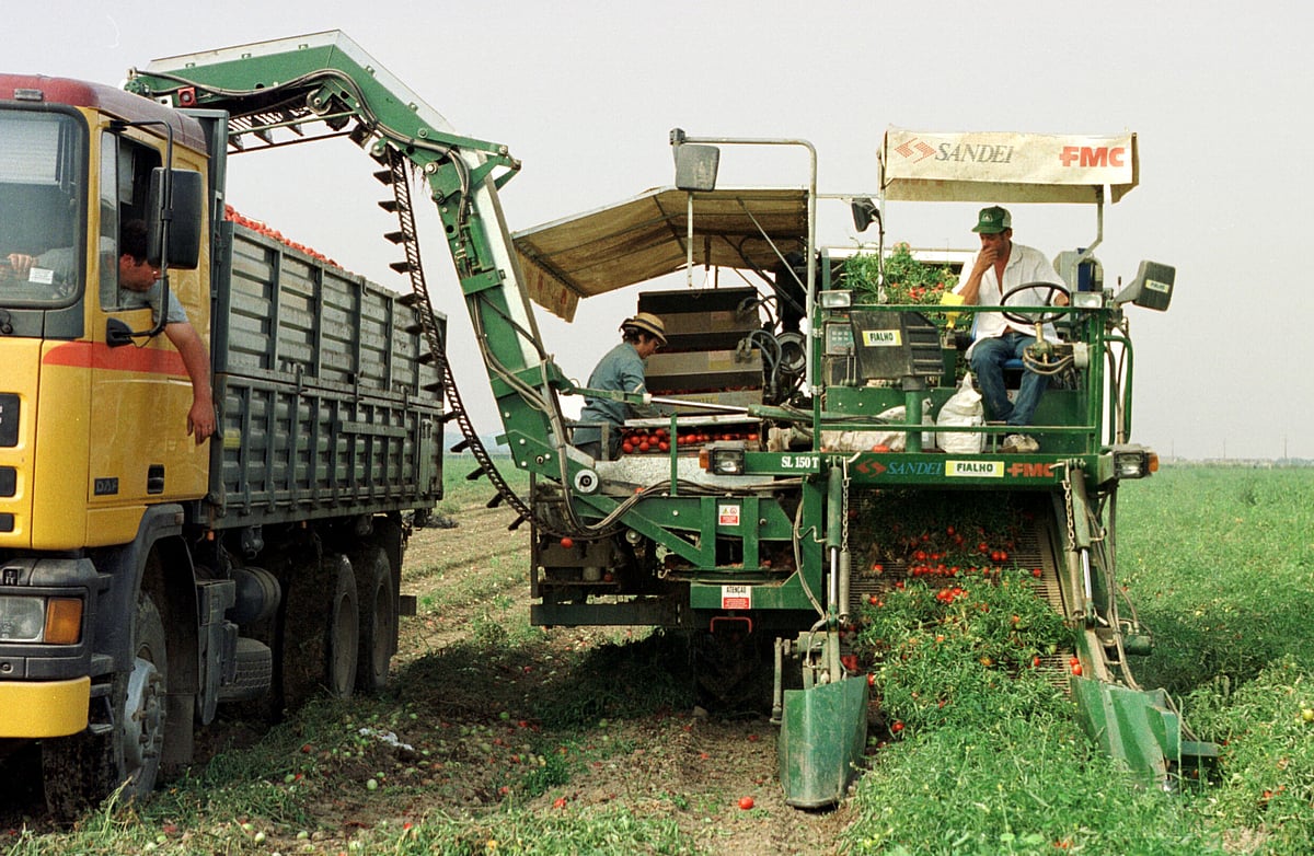 Castanheira do Ribatejo e Marateca precisam de mais de 300 trabalhadores para a indústria do tomate dlvr.it/TLQX2n
