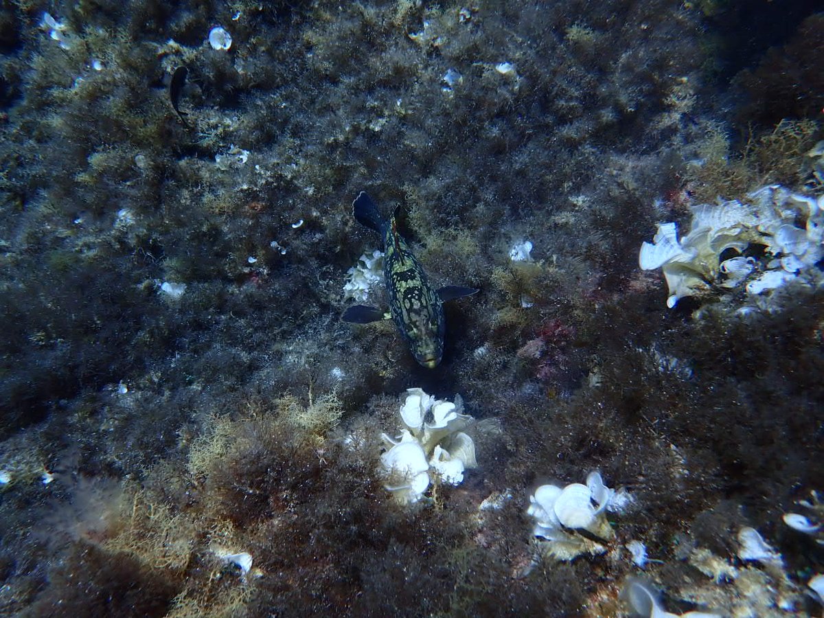 🐟 Las poblaciones de peces vulnerables a la pesca en la Reserva Marina de la Isla del Aire en Menorca se duplican 5⃣ años después de su declaración.

El seguimiento científico del #IEO e <a href="/ImeObsam/">IME OBSAM</a> confirma los beneficios de la protección de esta zona.

tinyurl.com/292876nw