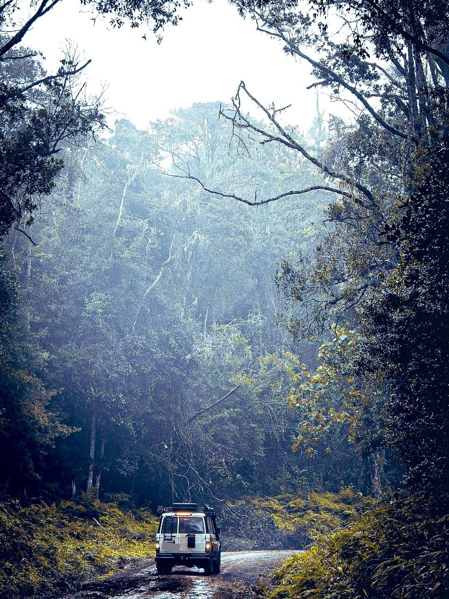 The clearest way into the Universe is through a forest wilderness.