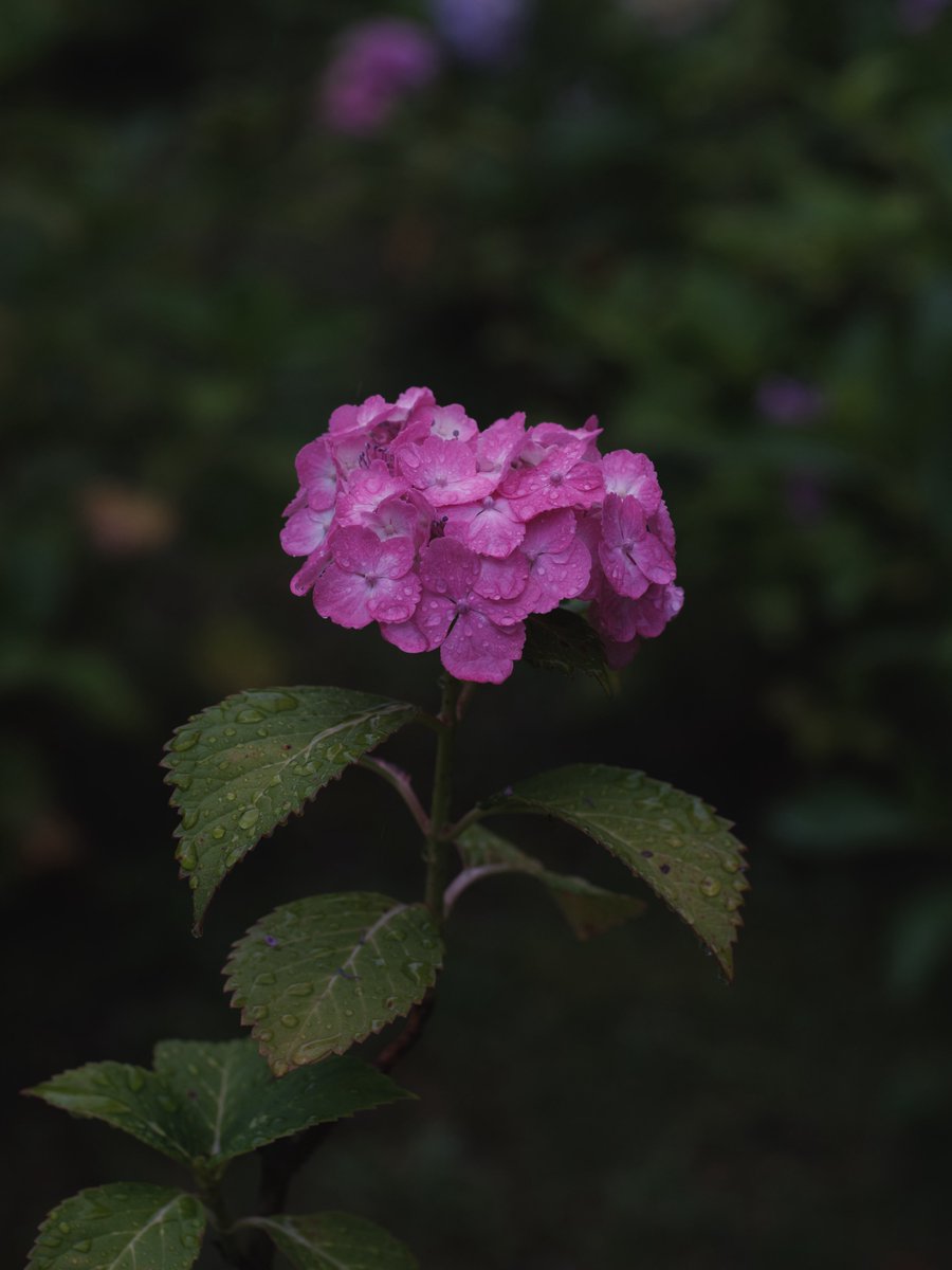 natsume_fr's tweet photo. いつの間にか梅雨が終わってた
#fujifilm_xseries
#gfx100s
#mamiya645 https://t.co/Rj7yfpe2ws