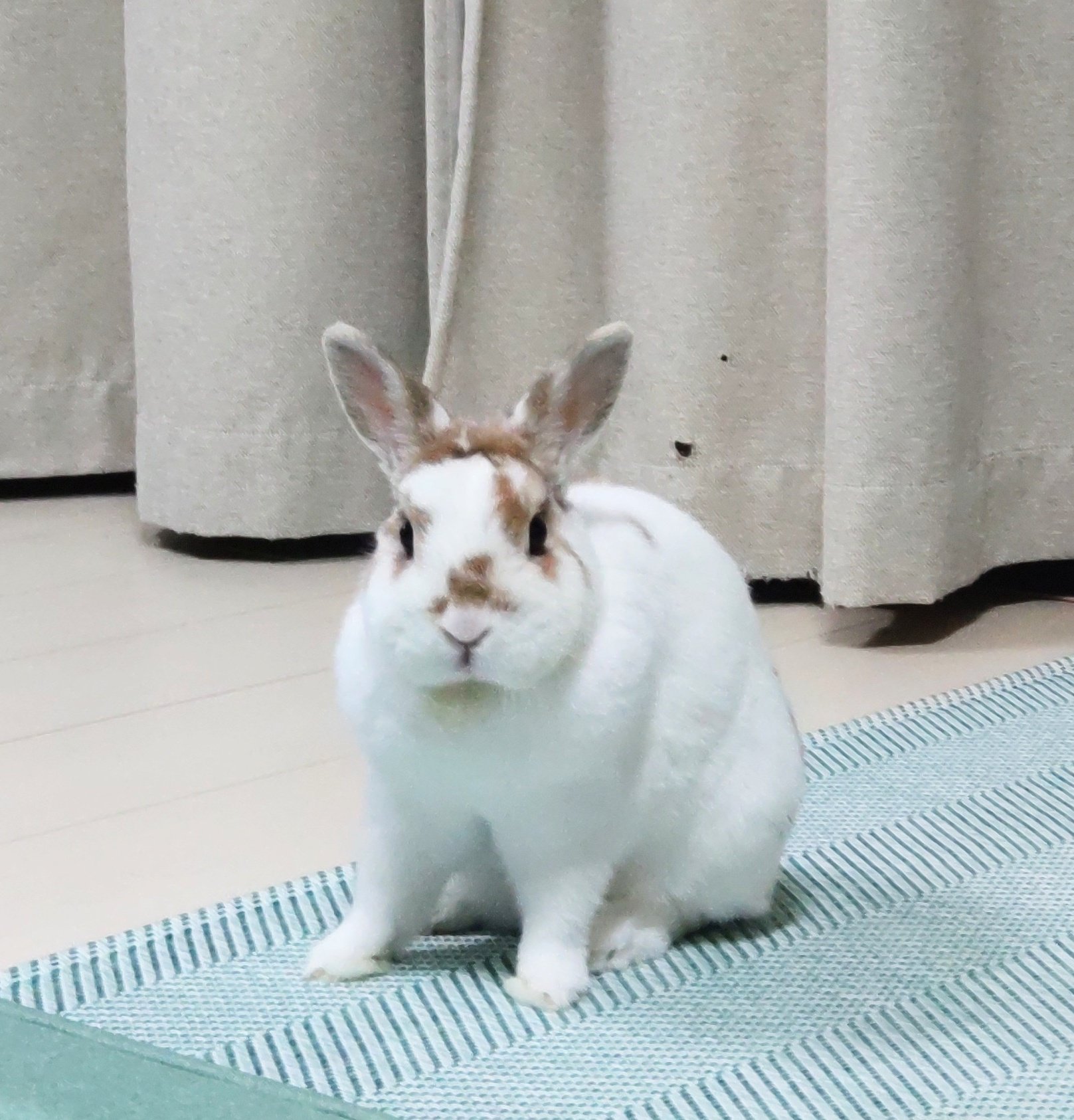 ぱんだうさぎ様専用hirokopon