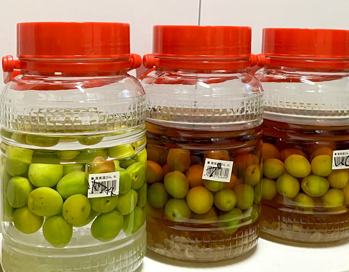 『🥭梅酒の仕込み』

　密造酒つくる気分😎

以下3種4L瓶🫙
ホワイトリカー
梅酒用ブランデーベース
サントリー　ブランデーV.O

2〜6ヶ月ぐらい掛かるらしい
冬の呑み物ちゃうねんと思うけど、
楽しみ😊

#宅飲み #晩酌 #食中酒
#自家製 #梅酒 #ホワイトリカー #ブランデー
#料理好きな人と繋がりたい