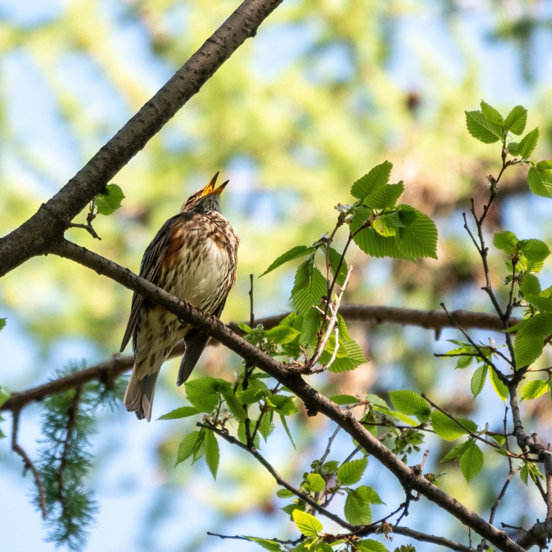 🔊 Can animal sounds shape biodiversity? 

A new study by IOP PAS researchers shows that bird songs boost species diversity in small forest patches, while predator calls reduce it but stabilize communities over time. 🐦🦉🌲

📖 Read more: sciencedirect.com/science/articl…

📷D. Potashkin