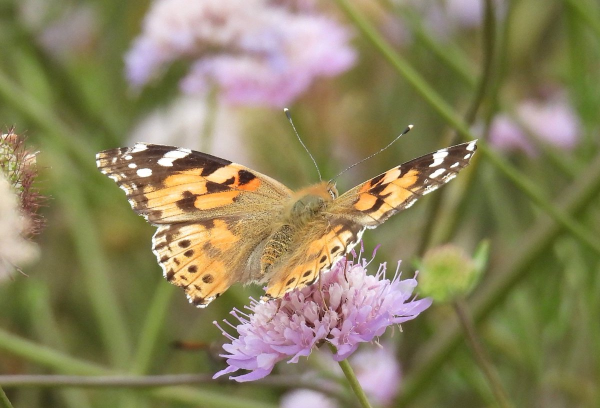 VANESA DE LOS CARDOS o CARDERA /Vanessa cardui/