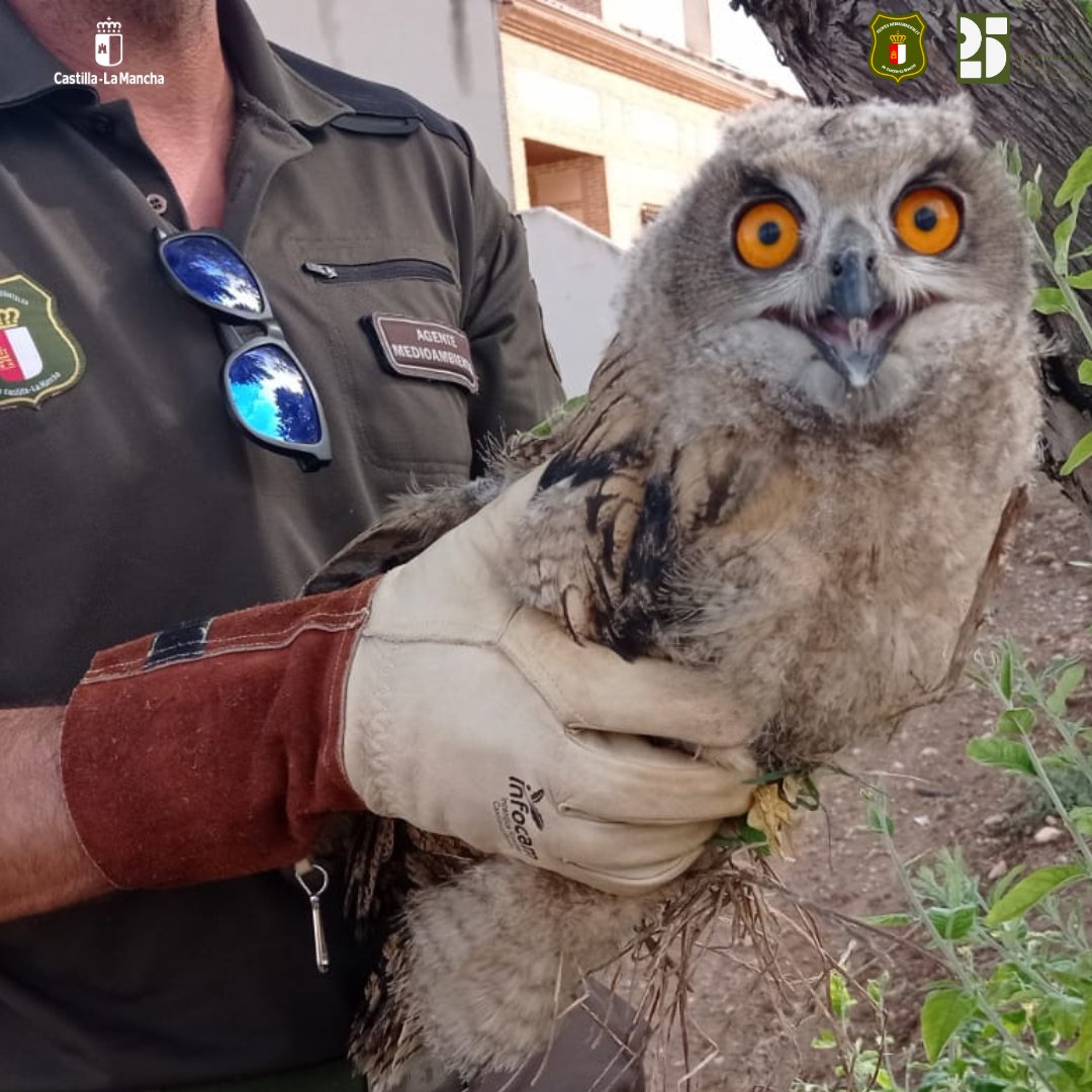 ➡️ Durante la época en que los pollos empiezan a abandonar los nidos, aumentan los avisos para la recogida de fauna.

🦉 En este caso tenemos un ejemplar de Búho real, encontrado próximo a zona urbana, que ya quiere emanciparse.

#AgentesMedioambientales 
#Bubobubo
#Biodiversidad