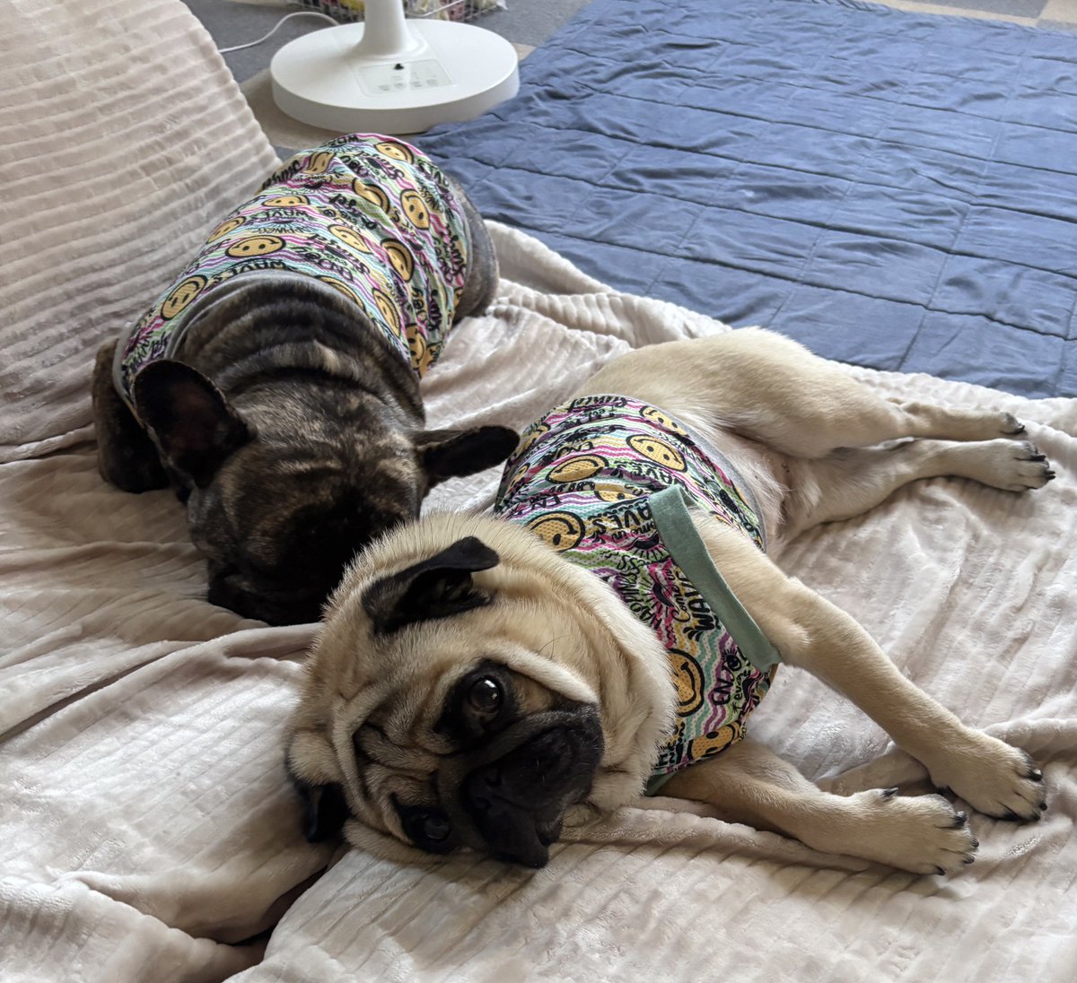 今日もたくさん寝ました☺️

#pug #パグ #フレブル
