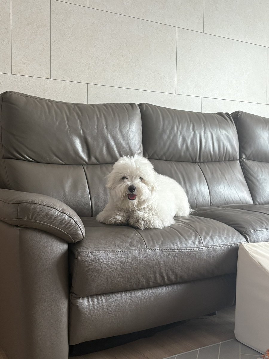 soolovesbongsik's tweet photo. 이 강오띠는 진짜 천사 강오띠임

그냥 순둥이다 이게 아니라 진짜로. 배려심 넘치고. 사람 마음을 헤아리고. 사려깊고. 양보가 습관이고. 동생을 사랑하고 고모와 할미를 사랑함. 정말 보고 있으면 슴가가 저릿해지는 천사견임 https://t.co/XPfrryRPDR