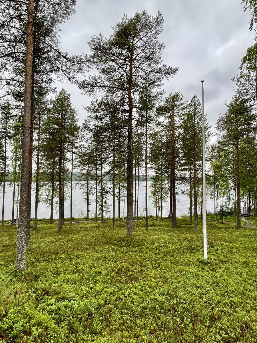 Mökillä sateinen päivä. Tarkoittaa sitä, että metsä tuoksuu poikkeuksellisen hyvälle ja saunan pesän sytyttäminen on ripauksen normaalia tunnelmallisempaa.