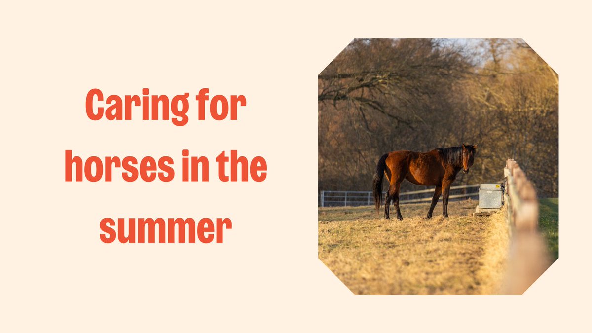 Summer is a great time to enjoy the sunshine with your horse - but the heat can be tough on them ☀️ 

Horses are prone to dehydration, heat exhaustion, and even heatstroke!

Check out our tips to keep them safe all summer long: bit.ly/2Ubq55u