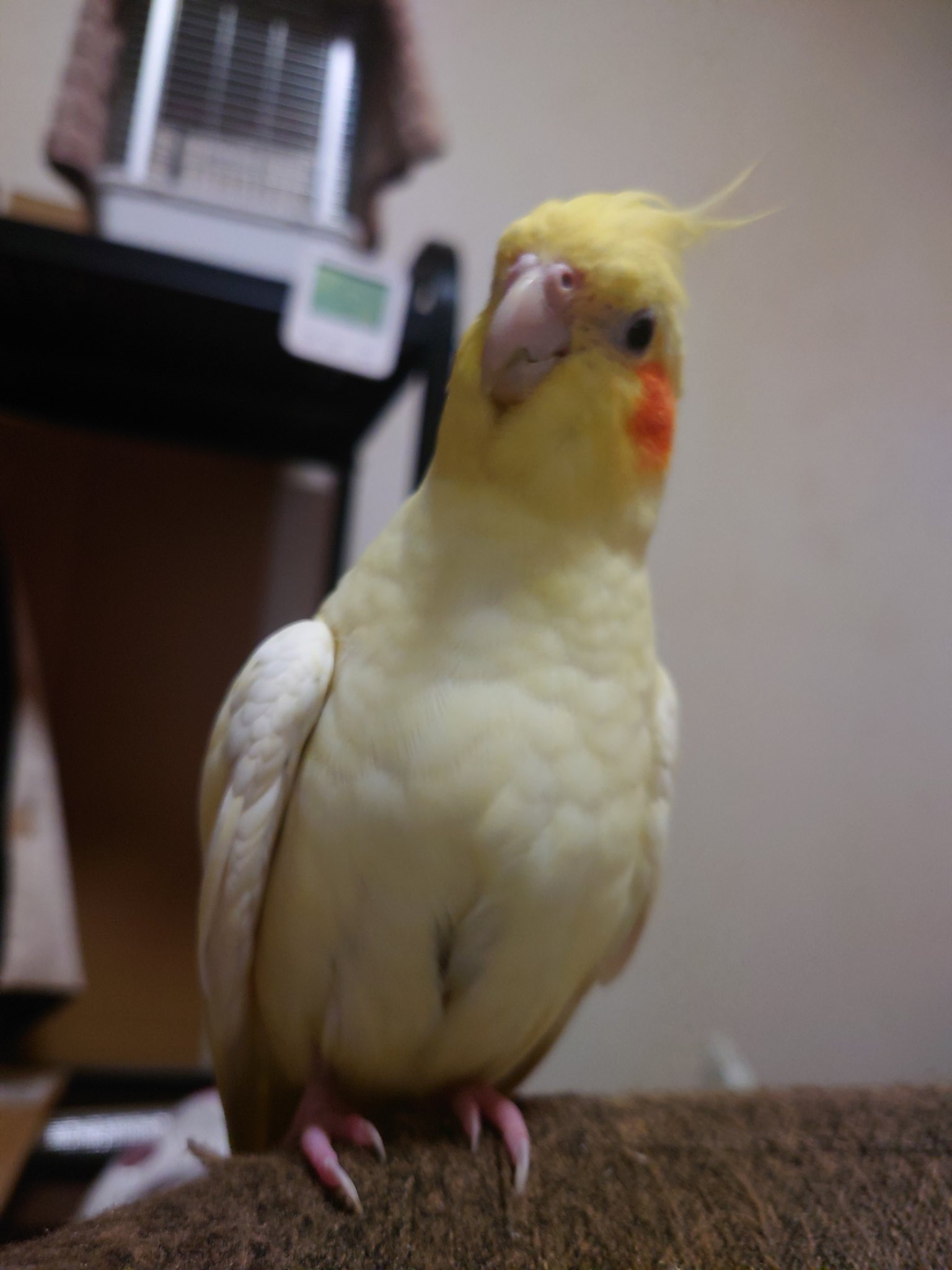 【きれいめファッション51選】上品さと清潔感をキープし まるちゃん日記 on X:  アクセサリー