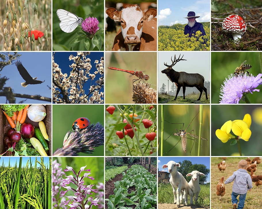 Jerzy H. Czembor 2022 (@czemborh) on Twitter photo ๐งฌ๐งฉ๐พ๐๐ป๐จโ๐๐ฒ๐จโ๐พ๐๐๐
โก๏ธBiodiversity is as Important as Climate ChangeโHow Regenerative Agriculture Can Help
โก๏ธ csuchico.edu/regenerativeagโฆ
#ClimateChange #RegenerativeAgriculture #agrobiodiversity #ecology #agroecosystems #agriculture #farmers #Food #Foodsecurity #soil #Pesticides ๐งฌ๐งฉ๐พ๐๐ป๐จโ๐๐ฒ๐จโ๐พ๐๐๐
โก๏ธBiodiversity is as Important as Climate ChangeโHow Regenerative Agriculture Can Help
โก๏ธ csuchico.edu/regenerativeagโฆ
#ClimateChange #RegenerativeAgriculture #agrobiodiversity #ecology #agroecosystems #agriculture #farmers #Food #Foodsecurity #soil #Pesticides
