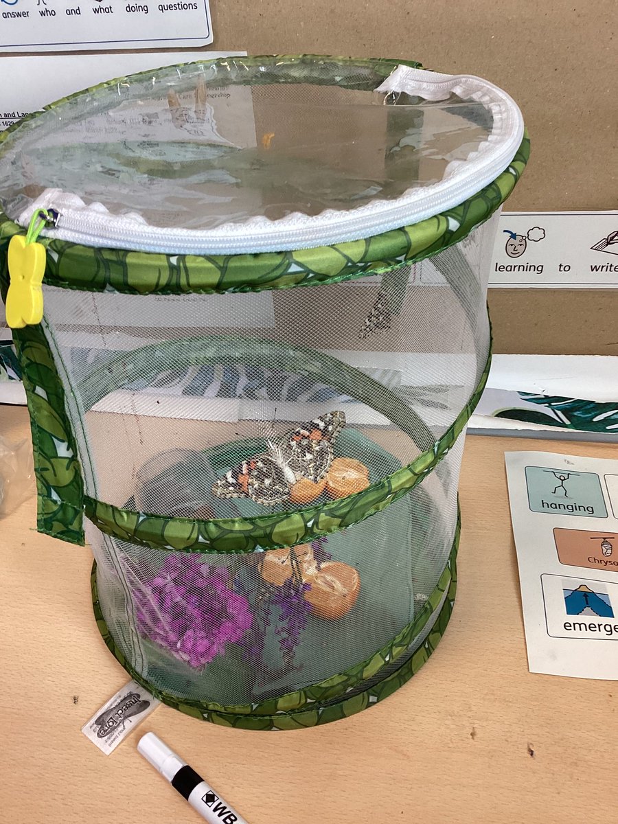 DeePointPine tweet media