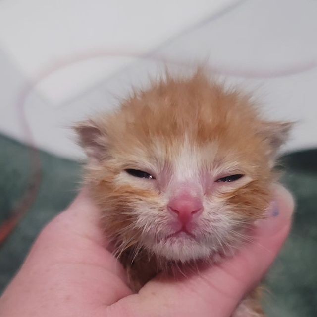 Catsillyness's tweet image. Awake