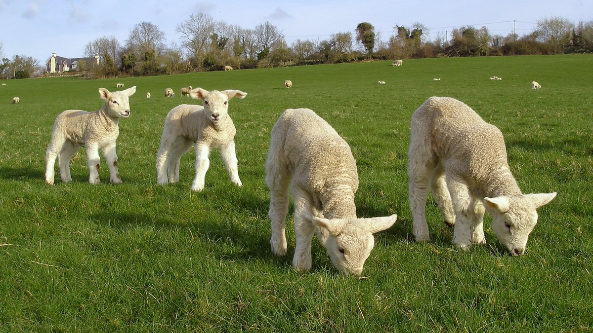 Land Family Business tweet media