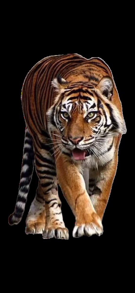On the Hunt!!!
Geaux Tigers!
<a href="/LSUbaseball/">LSU Baseball</a> <a href="/LSUsports/">LSU Tigers</a> <a href="/LSU/">LSU</a> <a href="/DannyKliebert/">Danny Kliebert</a> <a href="/jfpbear/">⚜️JERRI⚜️</a> <a href="/Riflemanscreed2/">CajunAsian</a> <a href="/SwampCajun63/">Raised In Louisiana</a> <a href="/PoppaEarles/">Poppa Earle’s</a>