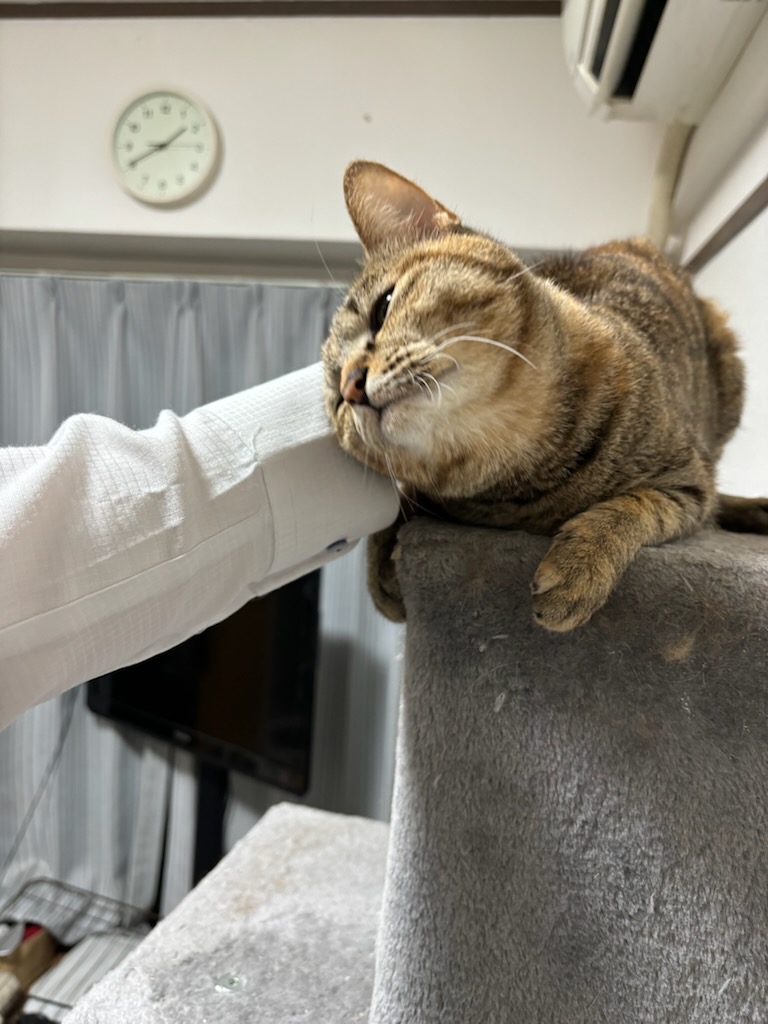 猫ニキです🐈
６月19日🎆朝10時開店🎆
＃むるくるリサーチ <a href="/333treasures/">むるくるリサーチ💥</a> 
＃強運ちゃん の <a href="/kyooundayo/">強運ちゃん。</a> 
＃トワイライトジャグリサーチ 絶好調です🤡
🐸はともかく ＃東京喰種 パチンコもスロットも🐈
勢いありすぎですね😅
明日も明後日も勿論…㊙️㊙️㊙️
＃地域最大機種 ……
実は ＃EVA15 も絶好調✨